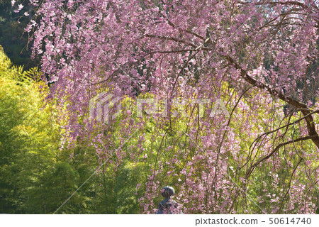 Twilight cherry blossoms against a background of bamboo forest Twilight cherry blossoms against a background of bamboo forest 50614740