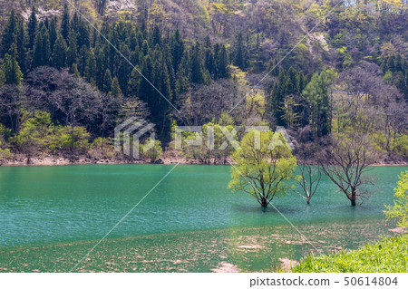 Fresh green Okutone Lake Fujiwara Fresh green Okutone Lake Fujiwara 50614804