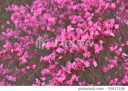 Aka Yashio Blooming at Narushiyama 50615106