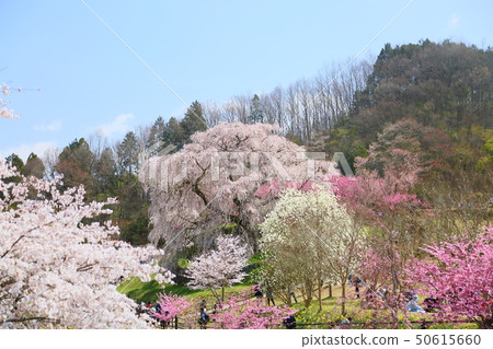 櫻花盛開 櫻花盛開 50615660