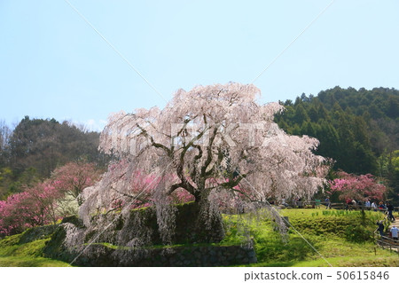 櫻花盛開 櫻花盛開 50615846