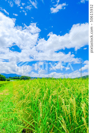 Summer rice (August) 50615932