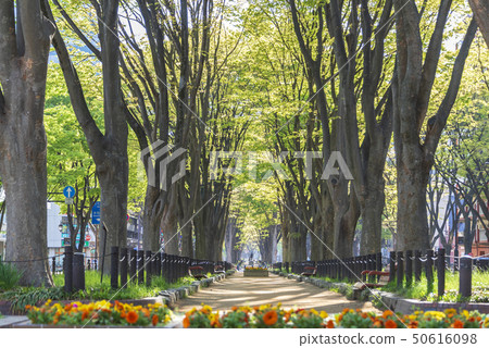 Jozenji Street新鮮的綠色仙台大道春天 50616098