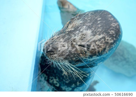 Shrimp seal during sleep 50616690