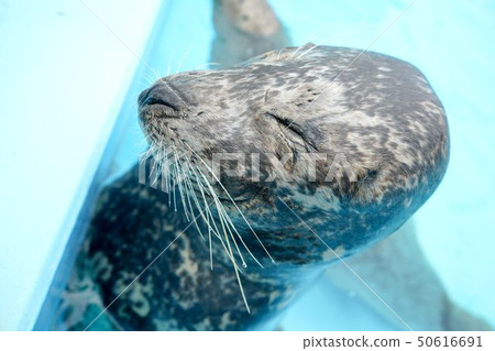 Shrimp seal during sleep 50616691