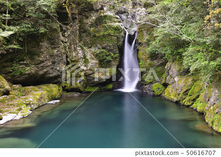 雞（鴨川郡淀川郡） 50616707