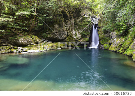 雞（鴨川郡淀川郡） 50616723