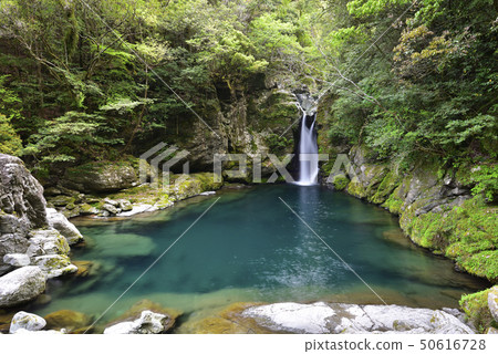 雞(鴨川郡淀川郡) 雞(鴨川郡淀川郡) 50616728
