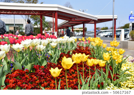 flower bed  50617167