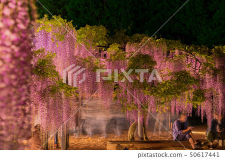 Shirai Omachi Fuji Park照亮了 Shirai Omachi Fuji Park照亮了 50617441