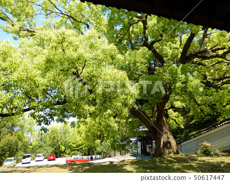 Shoren-in Mon ruins of early summer in Kyoto 50617447