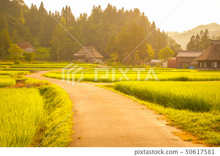 Summer rural landscape (at dusk of Ashinoshima ring village) Summer rural landscape (at dusk of Ashinoshima ring village) 50617581