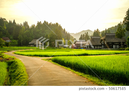 夏季鄉村景觀(在蘆之島環村的黃昏) 夏季鄉村景觀(在蘆之島環村的黃昏) 50617585