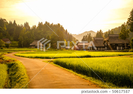 夏季鄉村景觀（在蘆之島環村的黃昏） 50617587