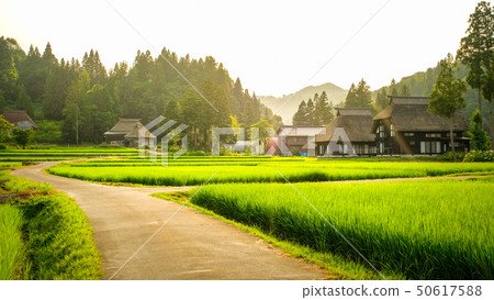 夏季鄉村景觀(在蘆之島環村的黃昏) 夏季鄉村景觀(在蘆之島環村的黃昏) 50617588