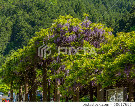 紫藤神公園 50617695