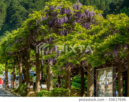紫藤神公園 50617696
