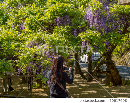 紫藤神公園 紫藤神公園 50617698