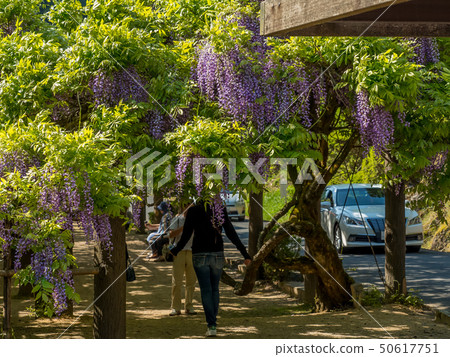 紫藤神公園 紫藤神公園 50617751