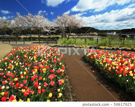 櫻花Furusato廣場鬱金香 50617925