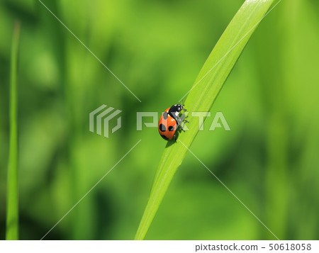 Nana Hoshi Tentou 50618058