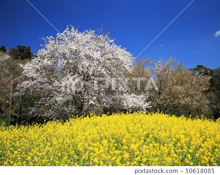 強姦鮮花和櫻桃 50618085