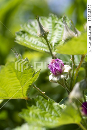 Navales strawberry 50618202