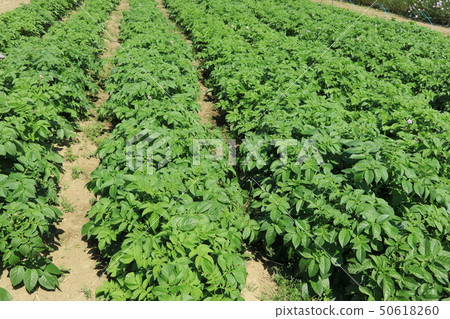 Potato field 50618260