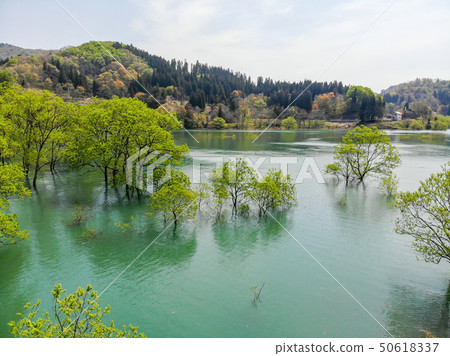 白川湖被淹沒的森林鳥瞰圖山形Nitoyo 白川湖被淹沒的森林鳥瞰圖山形Nitoyo 50618337