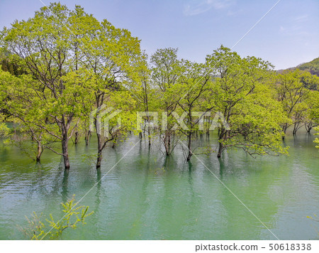 白川湖被淹沒的森林鳥瞰圖山形Nitoyo 白川湖被淹沒的森林鳥瞰圖山形Nitoyo 50618338