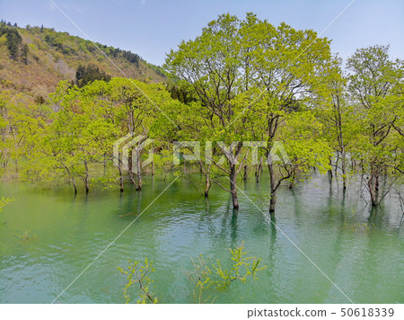 白川湖被淹沒的森林鳥瞰圖山形Nitoyo 白川湖被淹沒的森林鳥瞰圖山形Nitoyo 50618339