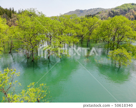 白川湖被淹沒的森林鳥瞰圖山形Nitoyo 白川湖被淹沒的森林鳥瞰圖山形Nitoyo 50618340