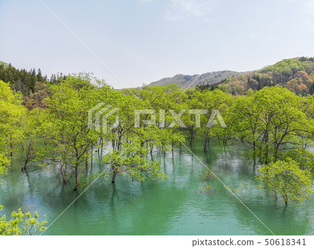 白川湖被淹沒的森林鳥瞰圖山形Nitoyo 白川湖被淹沒的森林鳥瞰圖山形Nitoyo 50618341