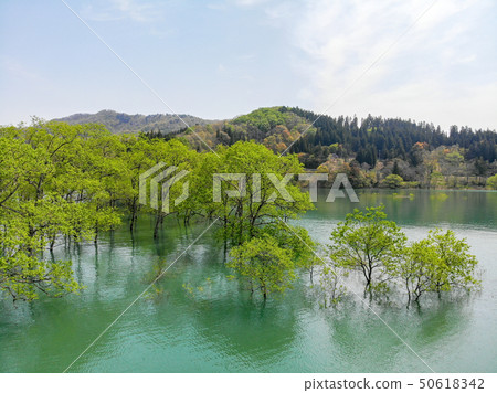 白川湖被淹沒的森林鳥瞰圖山形Nitoyo 白川湖被淹沒的森林鳥瞰圖山形Nitoyo 50618342
