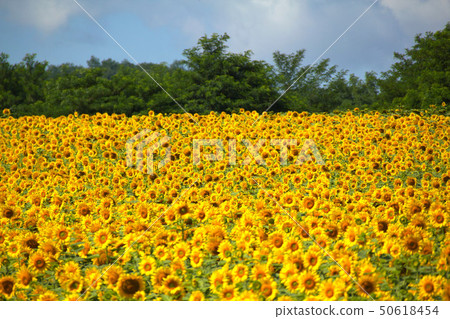 Sunflower field of Hokuryu-cho 50618454