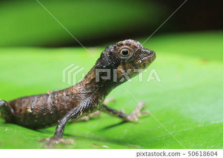Sashiki Makino Bored lizard juvenile Sashiki Makino Bored lizard juvenile 50618604