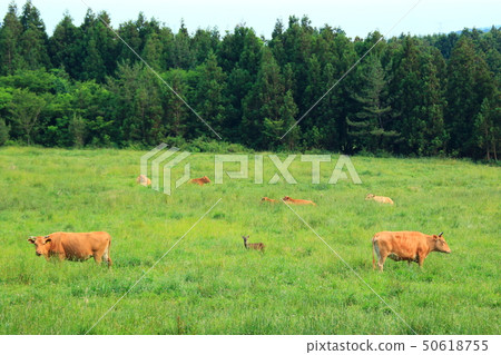Waterfalls, forests, promenade, pasture, Hanwoo 50618755