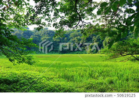 Waterfalls, forests, forests, promenades, 50619125