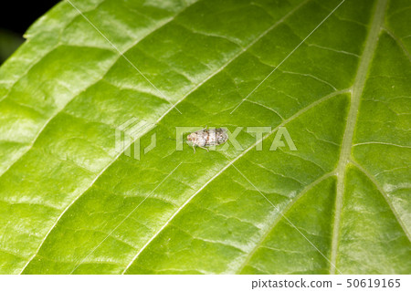 Buchihishinka 50619165