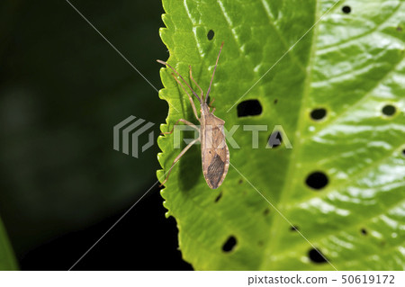 Hoshi Hararillo Helicopter bug Hoshi Hararillo Helicopter bug 50619172