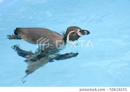 One Humboldt Penguin that swims lightly 50619255