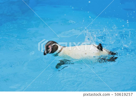 一隻洪堡企鵝，游得很輕 50619257