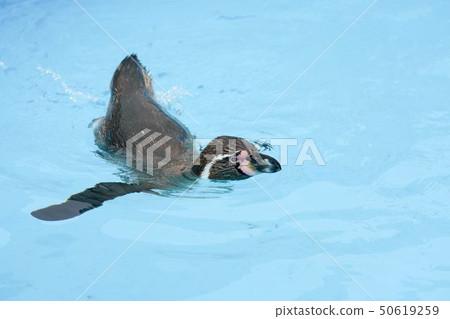 One Humboldt Penguin that swims lightly One Humboldt Penguin that swims lightly 50619259