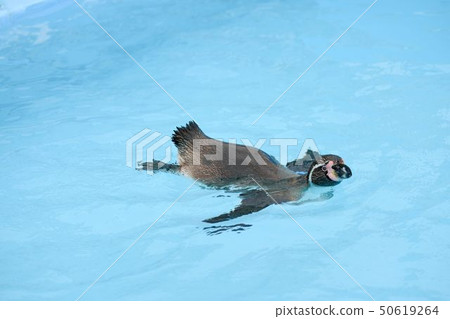 一隻洪堡企鵝，游得很輕 50619264