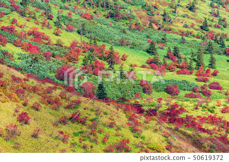 Shiga Kogen in autumn leaves Shiga Kogen in autumn leaves 50619372
