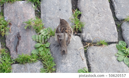 Sparrow Sparrow 50620557