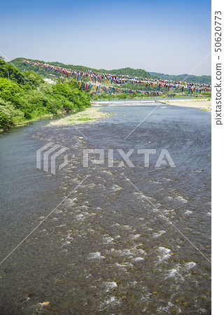 [相模河游泳鯉魚飄帶] 50620773