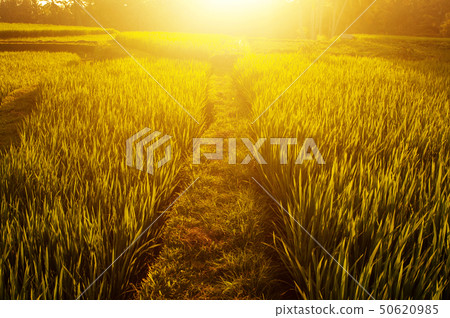 Paddy rice fields 50620985