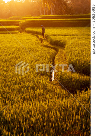 Paddy rice fields Paddy rice fields 50620989