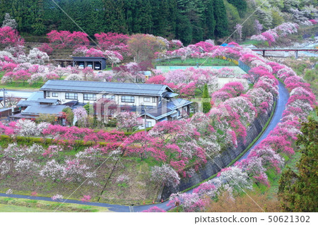 Tsukikawa Onsen Hanatomo no Sato 50621302